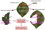 Leaf miner-induced morphological, physiological and molecular changes in mangrove plant Avicennia marina (Forsk.) Vierh