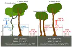 Source or sink? A study on the methane flux from mangroves stems in Zhangjiang estuary, southeast coast of China